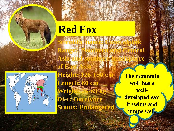 Red Fox Scientific name: Cuon alpinic Range: Southern and Central Asia and southern hemisphere of East Asia Height: 12 6 -1