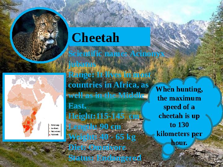 Cheetah Scientific name: Acinonyx jubatus Range: It lives in most countries in Africa, as well as in the Middle East. He