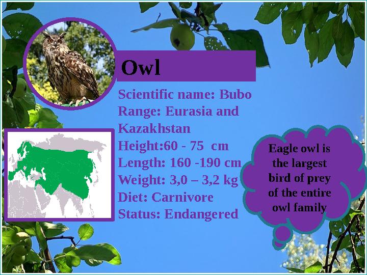 Owl Scientific name: Bubo Range: Eurasia and Kazakhstan Height:60 - 75 cm Length: 160 -190 cm Weight: 3,0 – 3,2 kg Diet: