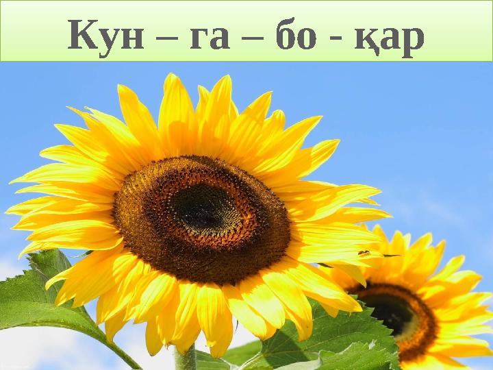 ProPowerPoint.Ru Кун – га – бо - қар