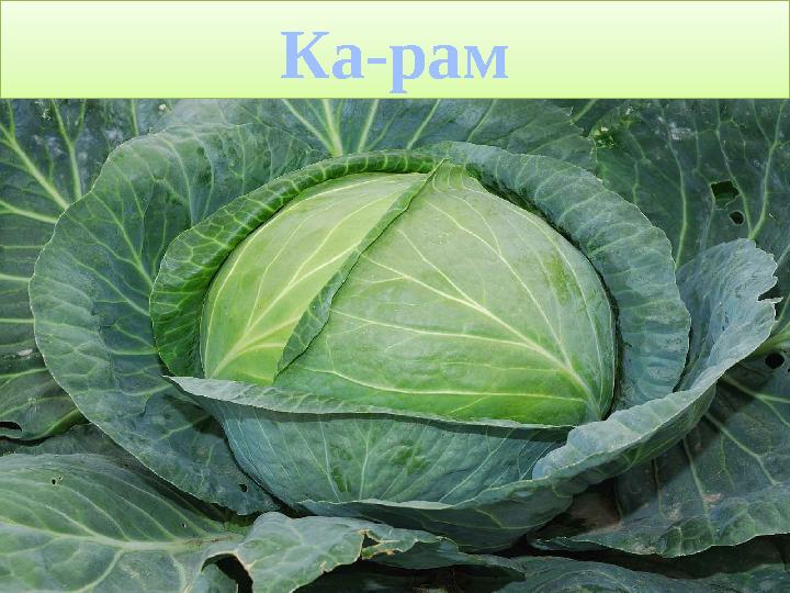 ProPowerPoint.Ru Ка-рам