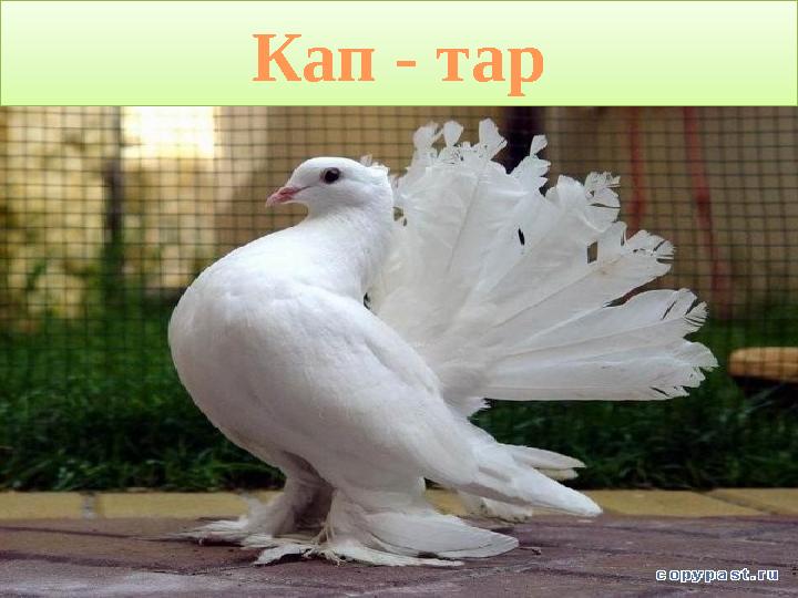 ProPowerPoint.Ru Кап - тар