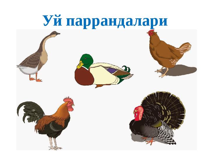 Уй паррандалари