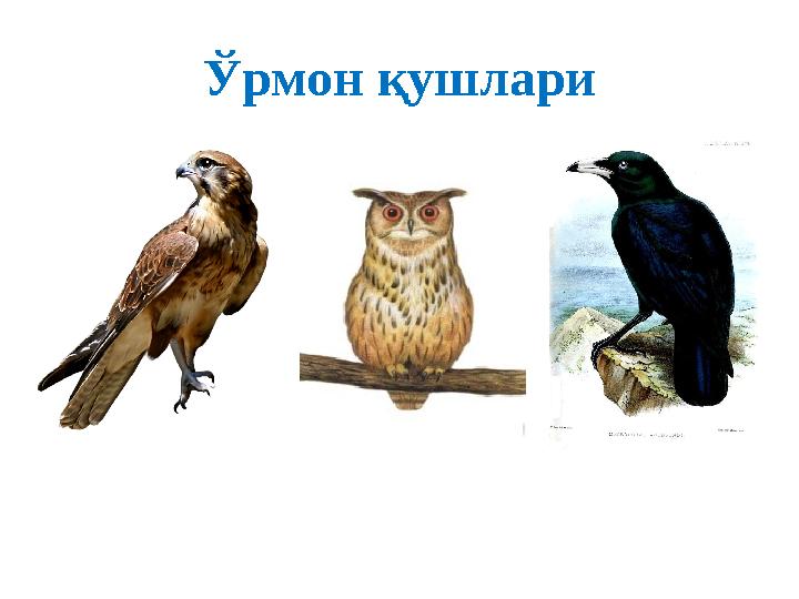 Ўрмон қушлари