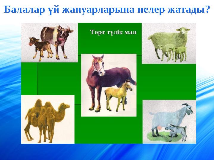 Балалар үй жануарларына нелер жатады?