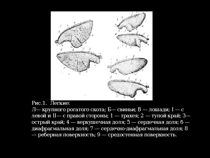 Рис. 1. Легкие: Л— крупного рогатого скота; Б— свиньи; В — лошади; I — с левой и II — с правой стороны; 1 — трахея; 2 — ту