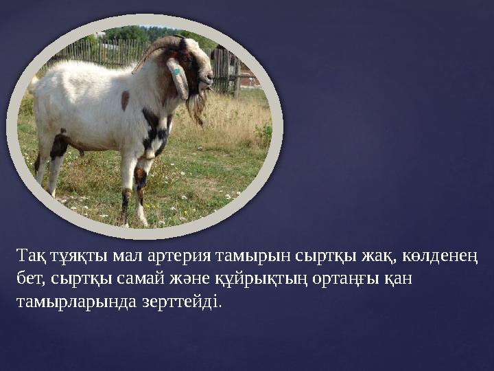 Тақ тұяқты мал артерия тамырын сыртқы жақ, көлденең бет, сыртқы самай және құйрықтың ортаңғы қан тамырларында зерттейді .