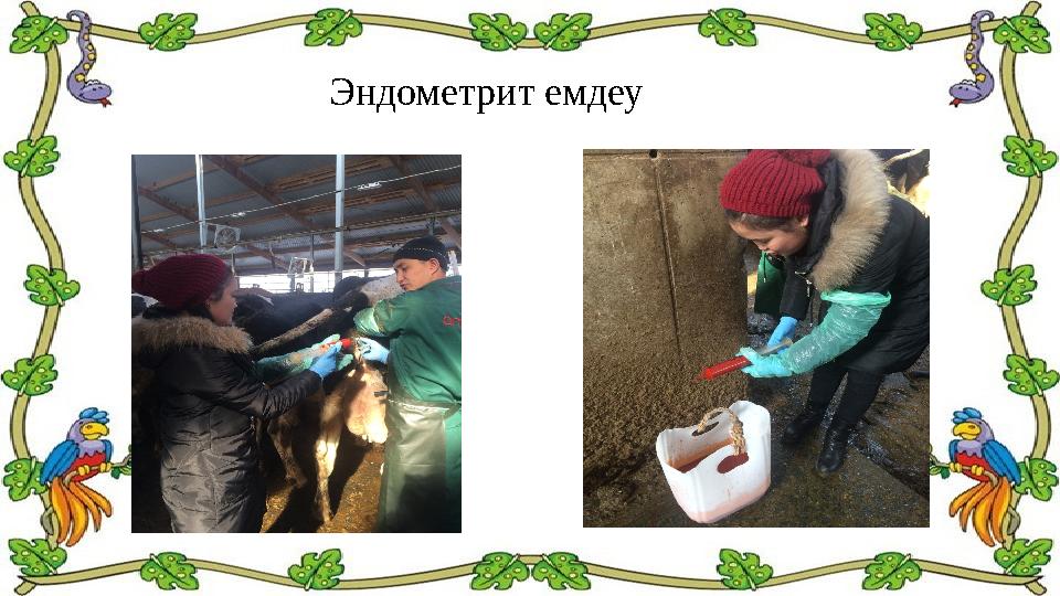 Эндометрит емдеу