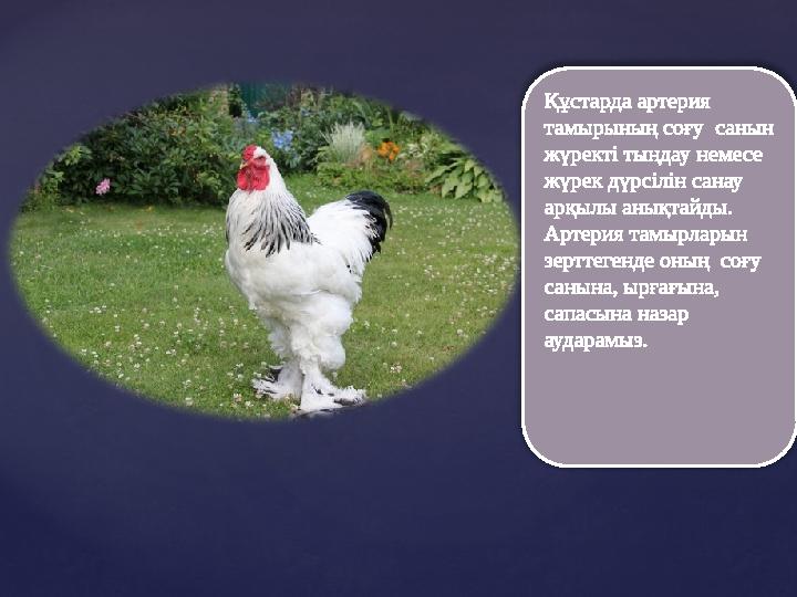 Құстарда артерия тамырының соғу санын жүректі тыңдау немесе жүрек дүрсілін санау арқылы анықтайды. Артерия тамырларын зер