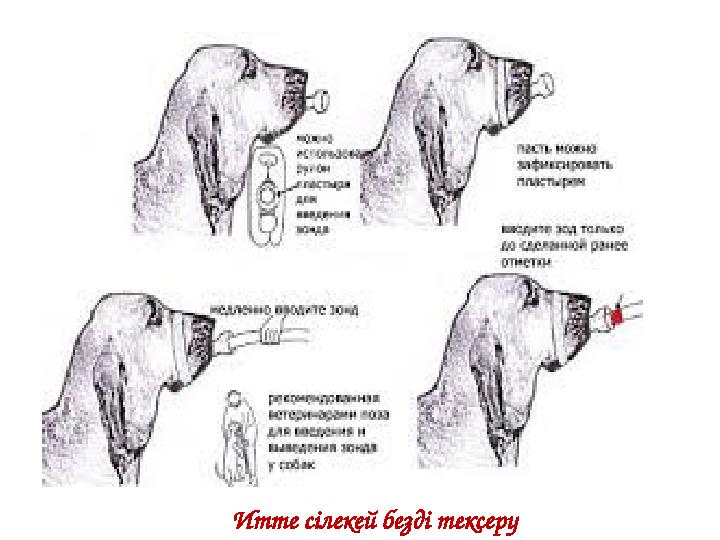 Итте сілекей безді тексеру
