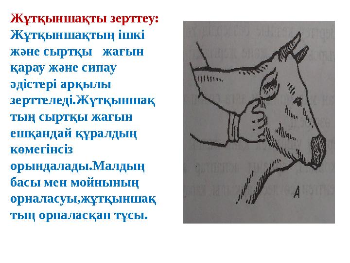 Жұтқыншақты зерттеу: Жұтқыншақтың ішкі және сыртқы жағын қарау және сипау әдістері арқылы зерттеледі.Жұтқыншақ тың сыртқы