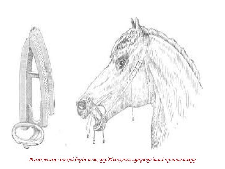 Жылқының сілекей безін тексеру.Жылқыға ауызкергішті орналастыру
