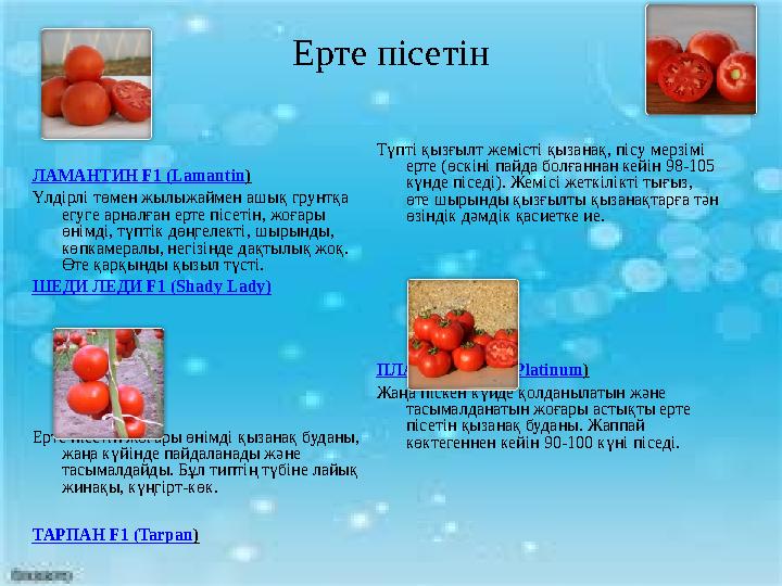 • Қызанақ (Lycopersіcon) [1] , томат , помидор — алқа тұқымдасына жататын бір және көп жылдық шөптесін өсімдіктер (кейде ж