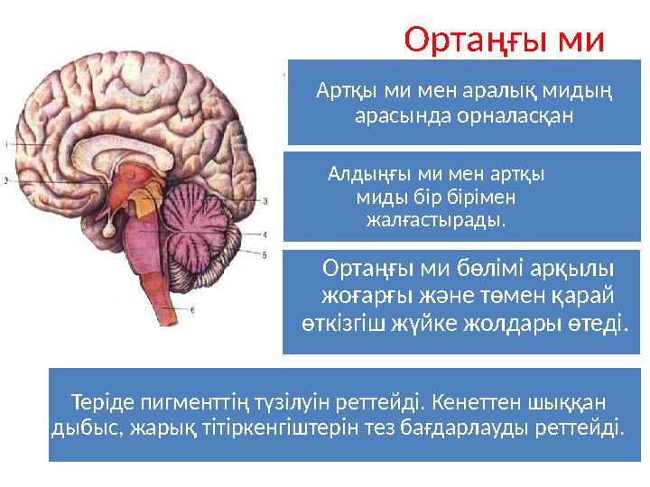 Ортаңғы ми Артқы ми мен аралық мидың арасында орналасқан Теріде пигменттің түзілуін реттейді. Кенеттен шыққан дыбыс, жарық тіт