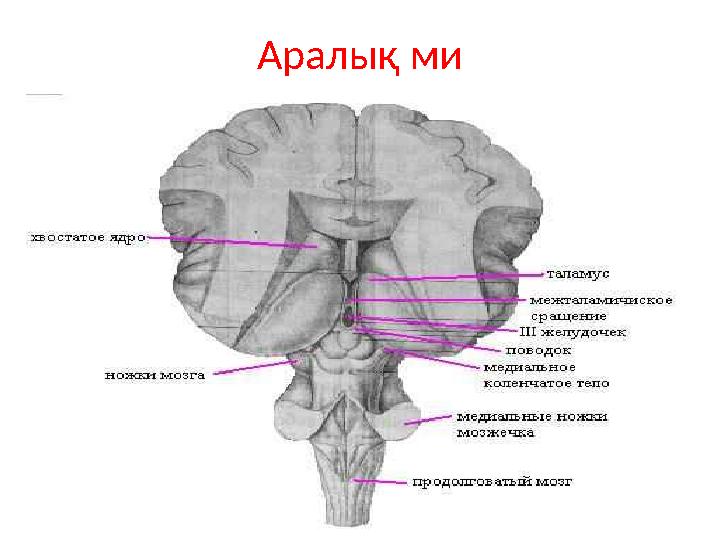 Аралық ми