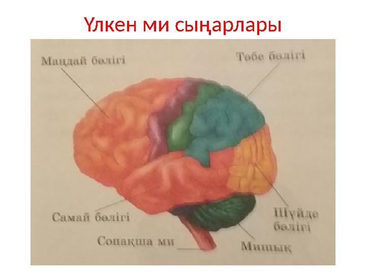 Үлкен ми сыңарлары