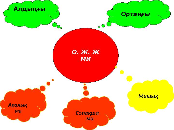 О. Ж. Ж МИ Ортаңғы Алдыңғы Аралық ми Сопақша ми Мишық