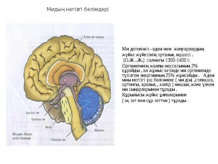 Мидың негізгі бөлімдері Ми дегеніміз –адам мен жануарлардың