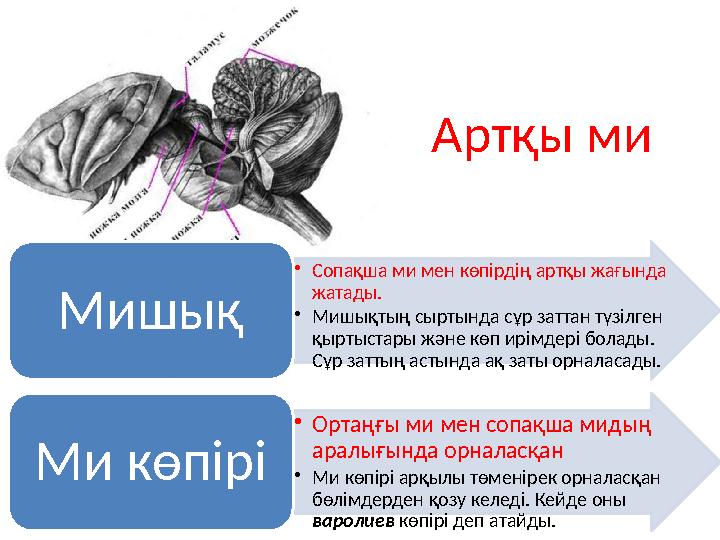 Артқы ми • Сопақша ми мен көпірдің артқы жағында жатады. • Мишықтың сыртында сұр заттан түзілген қыртыстары және көп ирімдері