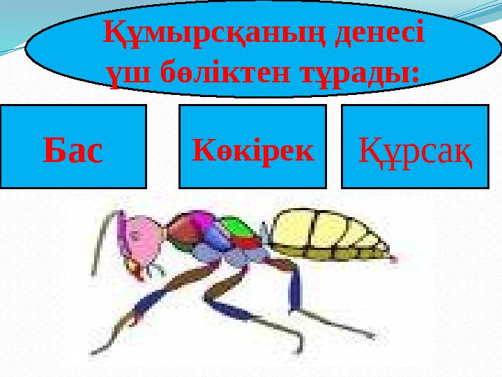 Бас Көкірек ҚұрсақҚұмырсқаның денесі үш бөліктен тұрады: