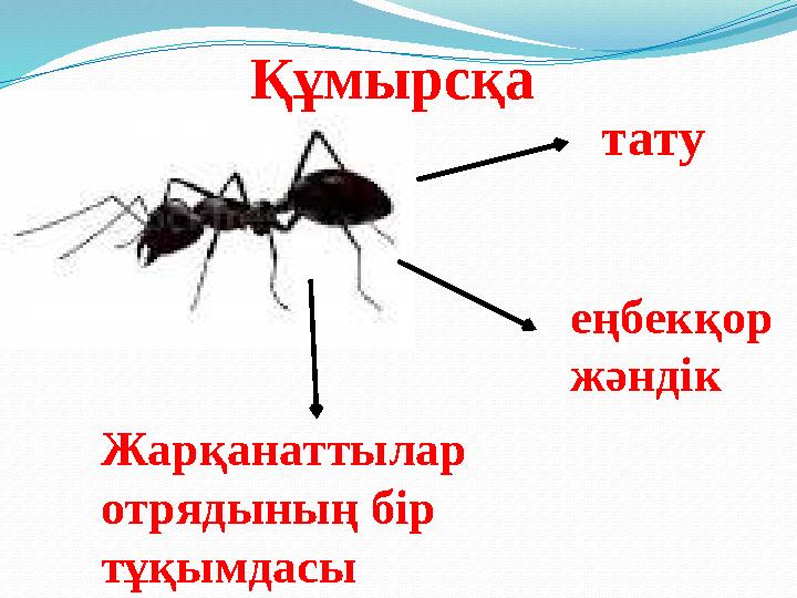 тату еңбекқор жәндік Жарқанаттылар отрядының бір тұқымдасы Құмырсқа
