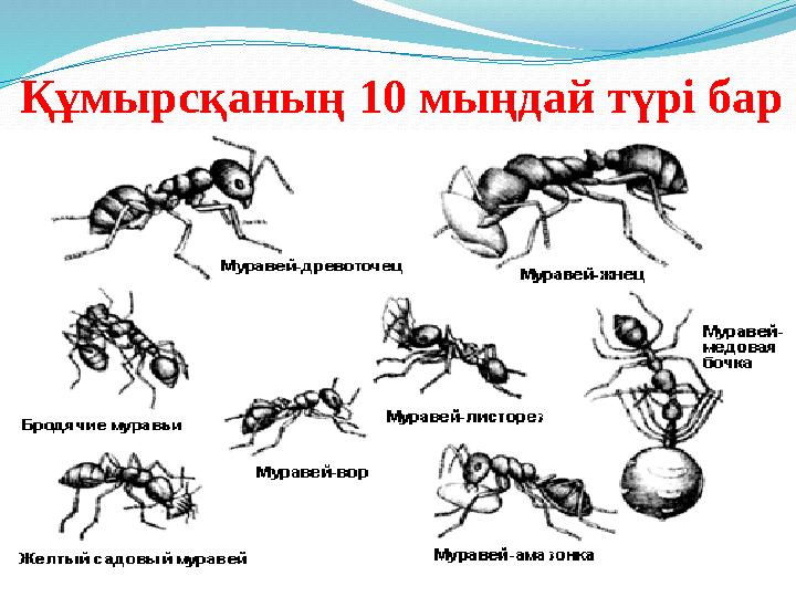 Құмырсқаның 10 мыңдай түрі бар
