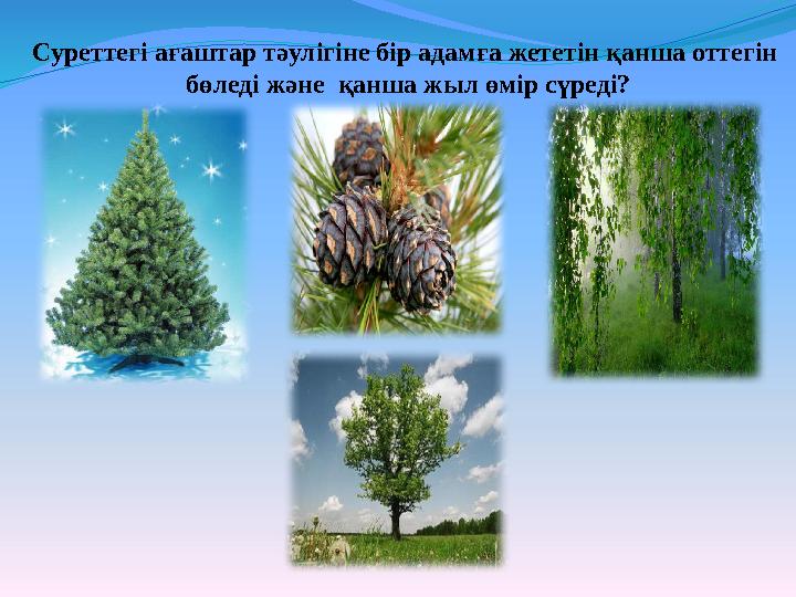 Суреттегі ағаштар тәулігіне бір адамға жететін қанша оттегін бөледі және қанша жыл өмір сүреді?