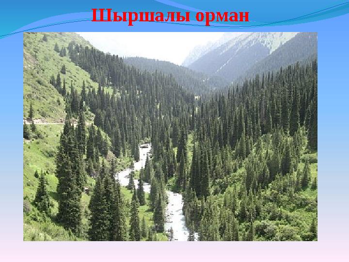 Шыршалы орман