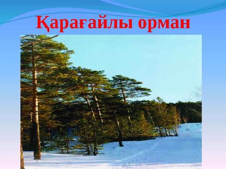 Қарағайлы орман