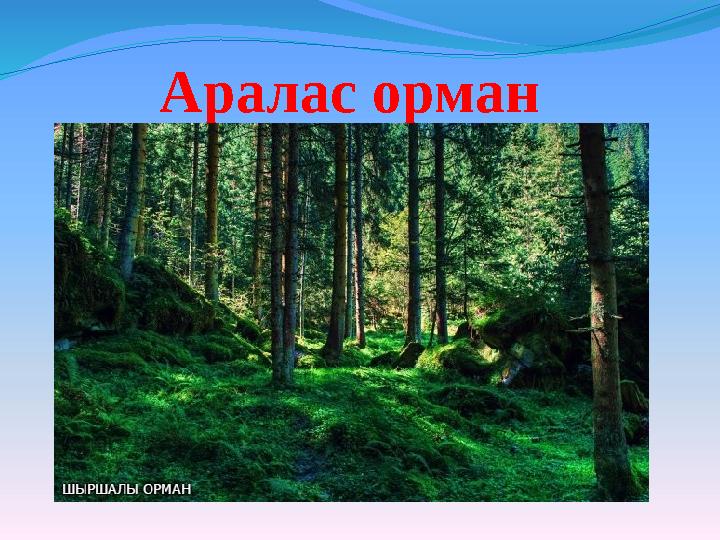 Аралас орман