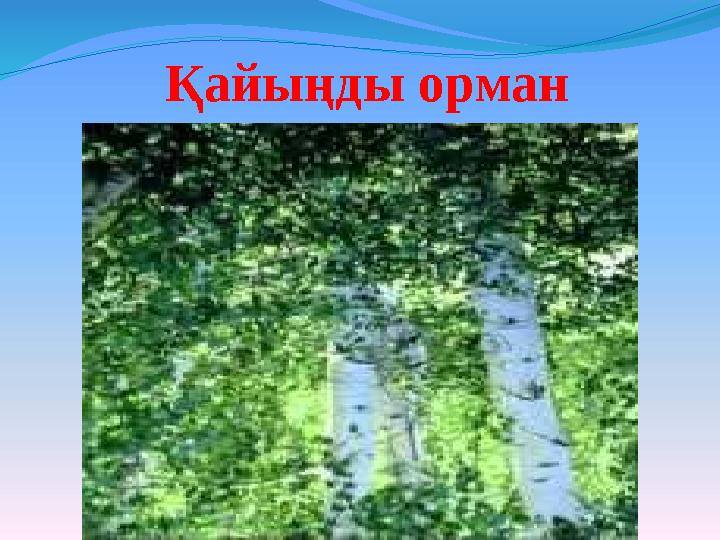 Қайыңды орман