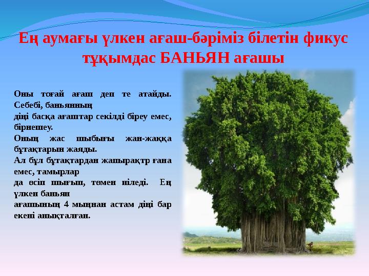 Ең аумағы үлкен ағаш-бәріміз білетін фикус тұқымдас БАНЬЯН ағашы Оны тоғай ағаш деп те атайды. Себебі, баньянның діңі ба