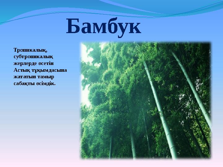 Бамбук Тропикалық, субтропикалық жерлерде өсетін Астық тұқымдасына жататын тамыр сабақты өсімдік.