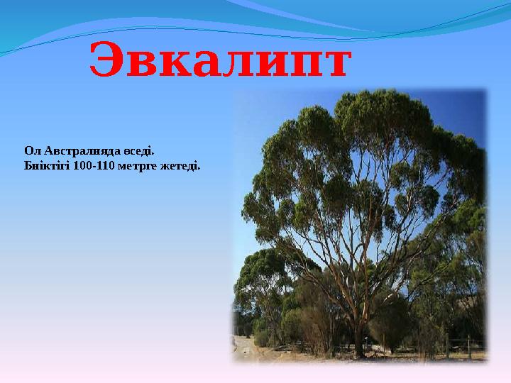 Эвкалипт Ол Австралияда өседі. Биіктігі 100-110 метрге жетеді.