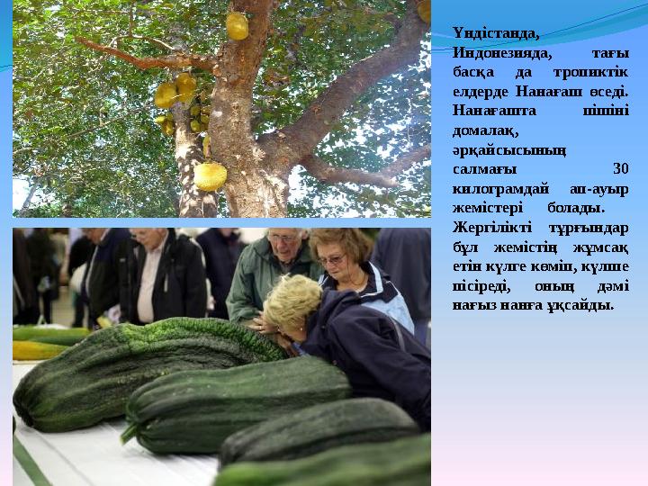 Үндістанда, Индонезияда, тағы басқа да тропиктік елдерде Нанағаш өседі. Нанағашта пішіні домалақ, әрқайсысының салм