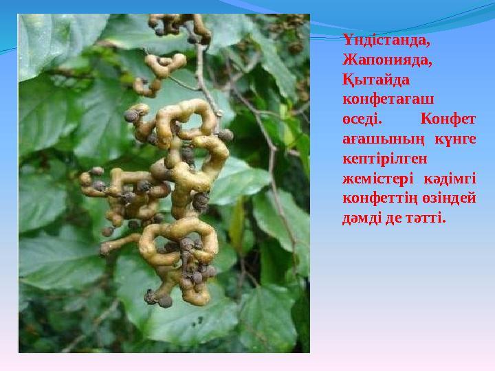 Үндістанда, Жапонияда, Қытайда конфетағаш өседі. Конфет ағашының күнге кептірілген жемістері кәдімгі конфеттің өзінде