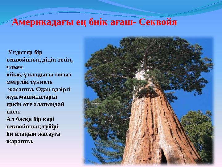 Америкадағы ең биік ағаш- Секвойя Үндістер бір секвойяның діңін тесіп, үлкен ойық-ұзындығы тоғыз метрлік туннель жасапт