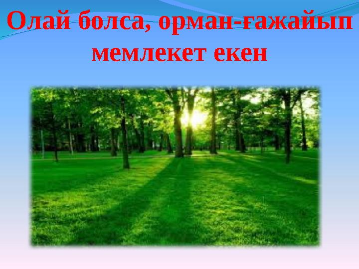 Олай болса, орман-ғажайып мемлекет екен