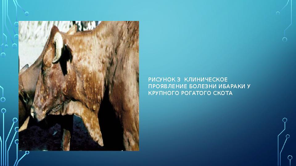 РИСУНОК 3 КЛИНИЧЕСКОЕ ПРОЯВЛЕНИЕ БОЛЕЗНИ ИБАРАКИ У КРУПНОГО РОГАТОГО СКОТА