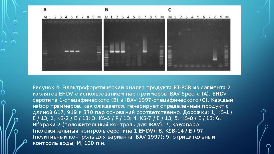 Рисунок 4. Электрофоретический анализ продукта RT-PCR из сегмента 2 изолятов EHDV с использованием пар праймеров IBAV-Speci c (