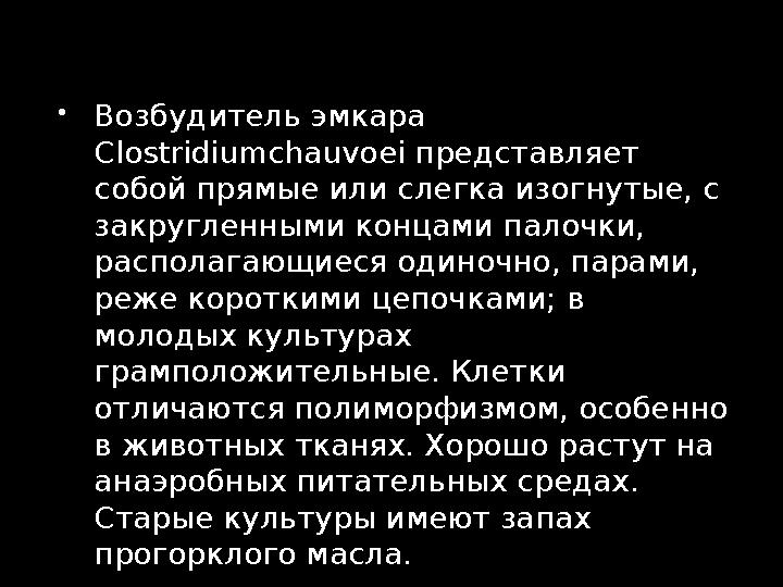  Возбудитель эмкара Clostridiumchauvoei представляет собой прямые или слегка изогнутые, с закругленными концами палочки, ра