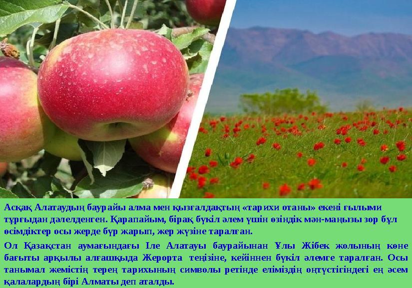 Асқақ Алатаудың баурайы алма мен қызғалдақтың «тарихи отаны» екені ғылыми тұрғыдан дәлелденген. Қарапайым, бірақ бүкіл әлем үші