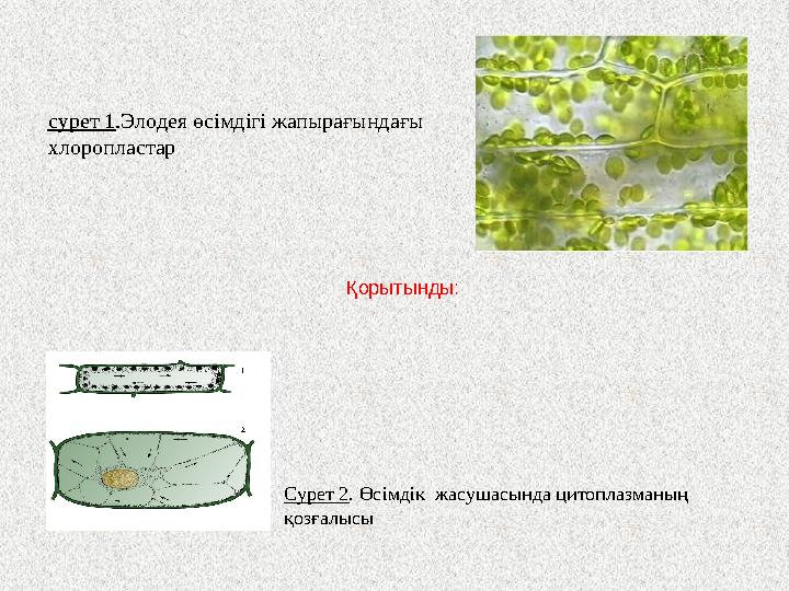 Сурет 2 . Өсімдік жасушасында цитоплазманың қозғалысы сурет 1 .Элодея өсімдігі жапырағындағы хлоропластар Қорытынды: