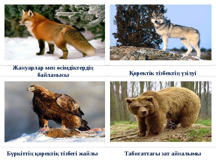 Жануарлар мен өсімдіктердің байланысы Бүркіттің қоректік тізбегі жайлы Қоректік тізбектің үзілуі Табиғаттағы зат айналымы