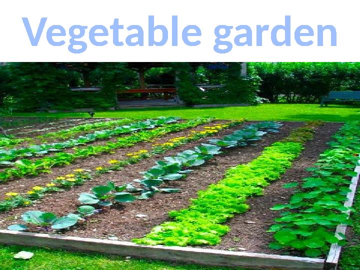 Vegetable garden