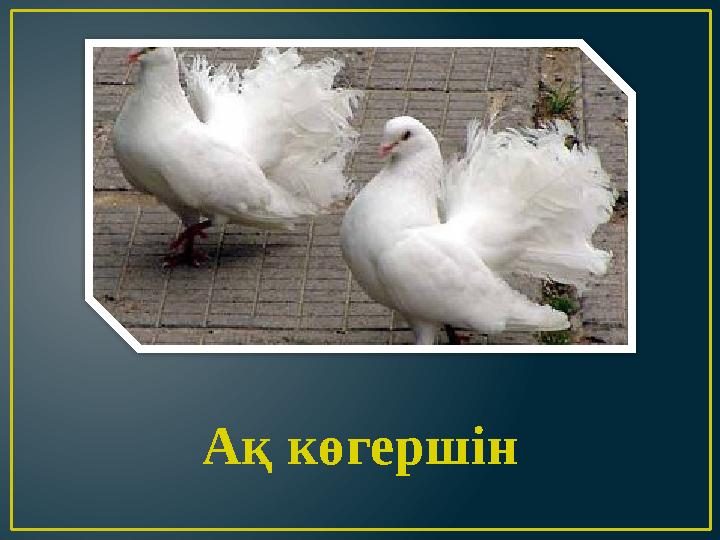 Ақ көгершін
