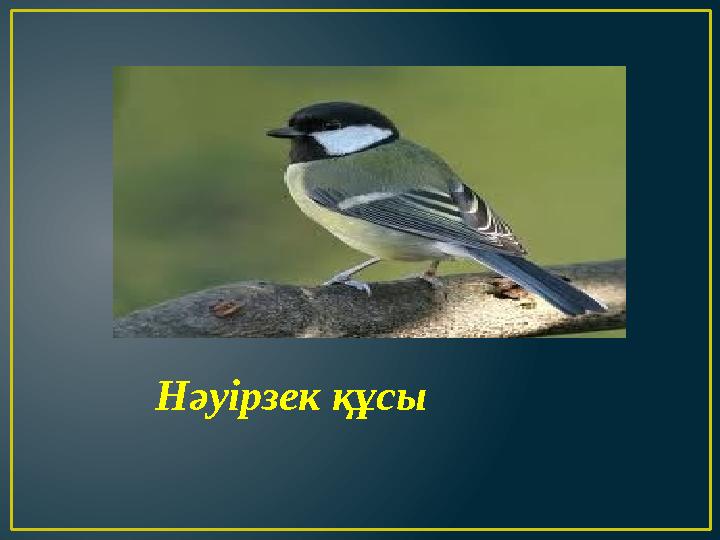Нәуірзек құсы