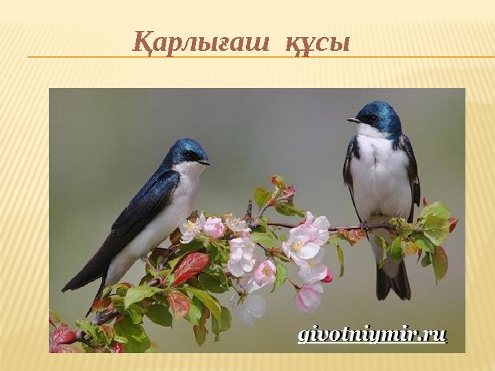 Қарлығаш құсы