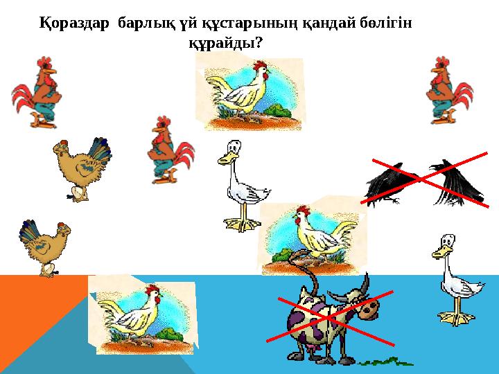 Қораздар барлық үй құстарының қандай бөлігін құрайды?