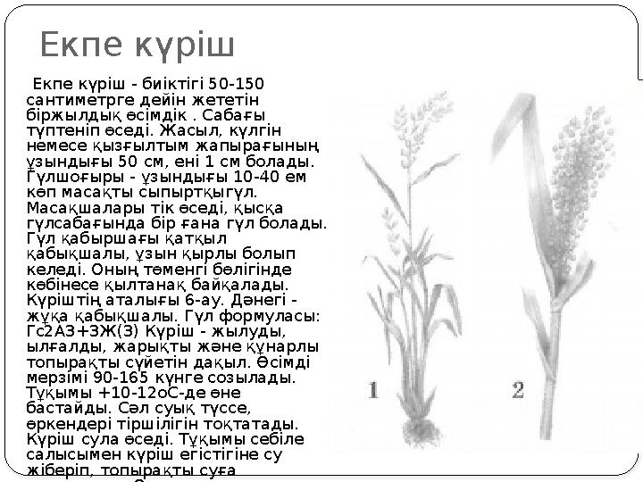 Екпе күріш Екпе күріш - биіктігі 50-150 сантиметрге дейін жететін біржылдық өсімдік . Сабағы түптеніп өседі. Жасыл, күл